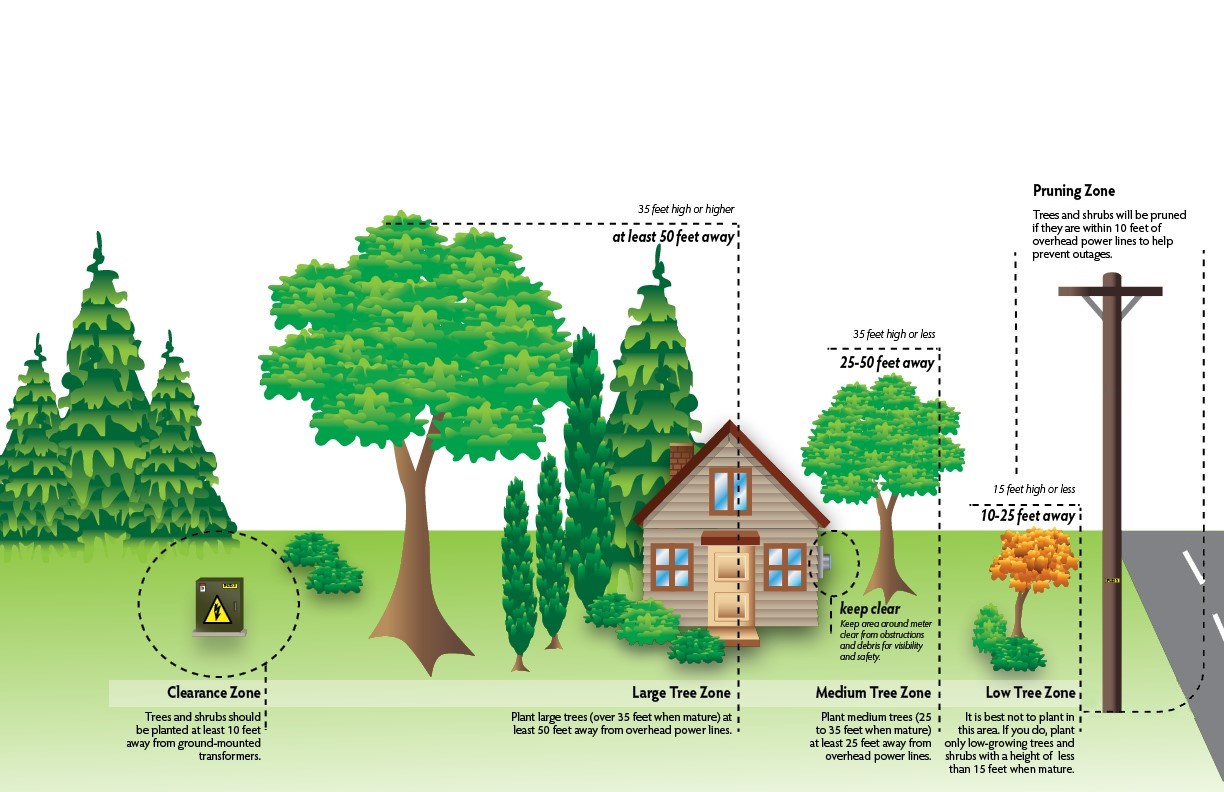 Tree Risk Assessment